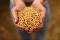 60 млн тонн зерна намолочено в Украине