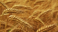 Намолочено почти 8 млн. тонн зерновых