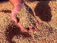 Пшеница становится главной экспортной культурой Украины