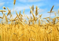 Спустя 5 лет пшеница возвращается в лидеры украинского зернового экспорта