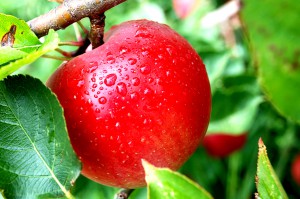 Украинское органическое яблоко в 10 раз дешевле польского аналога